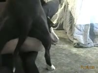 Black dog hard fucking the fat pussy of slut